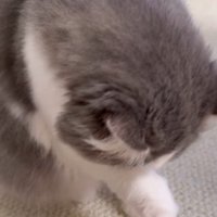 毛繕いをする猫