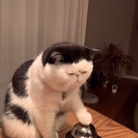 ベルを鳴らす猫