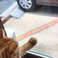 手を伸ばす猫