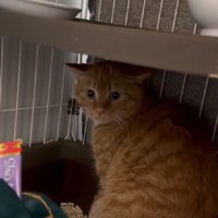 ケージの中の猫