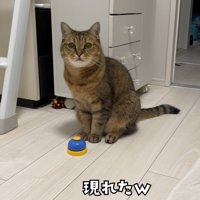 ベルの奥に座っている猫