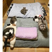 布団に集まる猫