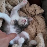 毛布の上でお腹を見せて眠る子猫