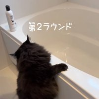 おふろでつかまり立ちをして洗われている黒猫