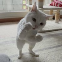 2本足で立ってこぶしをかまえている猫
