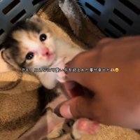 お腹をなでられる子猫