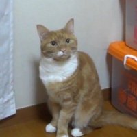 茶白のアップ