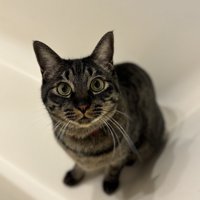 きょとんとした顔のキジトラ猫