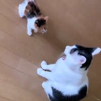 座る2匹の猫