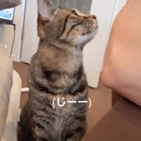 飼い主さんを見つめる猫