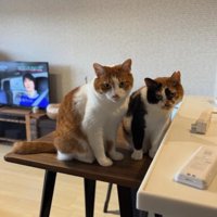 並んでお座りをしている2匹の猫