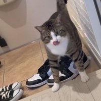 満足そうな猫