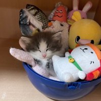 おもちゃ箱に入る子猫