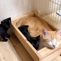 むぎくんと子猫姉弟