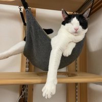 ハンモックで寝る猫