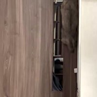 猫が大ジャンプした瞬間