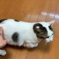 背中を撫でられる猫