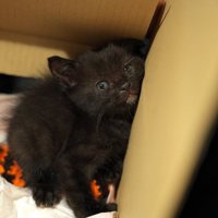 箱の中にいる子猫