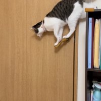 取っ手に渡る猫