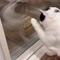 セミを気にしている子