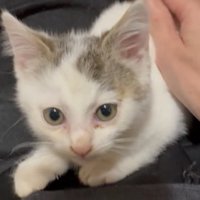 なでられる子猫