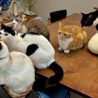 室内にいる猫たち