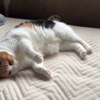 寝転がる猫