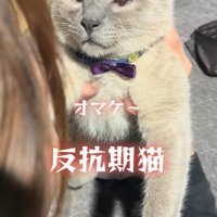 飼い主に抱えられる猫