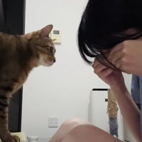 泣き真似をする飼い主さんを慰めるキジトラ猫