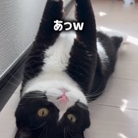 カーテンにひっかかっている猫に声を掛ける女性