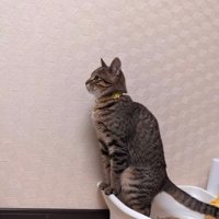 トイレで排泄する猫