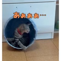 遊んでいる猫