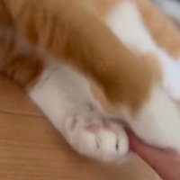 飼い主の指を両方の前足で挟む猫