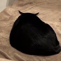 背中を向けてくつろぐ猫（耳が後ろに傾いている）