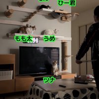猫たちに尋ねるお父さん2