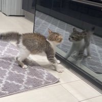 映った自分に警戒する子猫