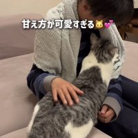 長男くんの胸でフミフミする保護猫