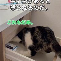 引き出しに入る猫