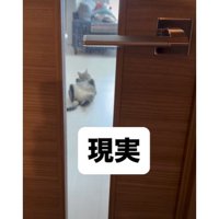 寝転がっている猫