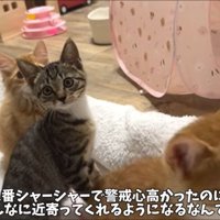 元気いっぱい子猫たち2
