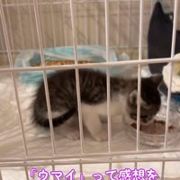 ごはんを食べる子猫
