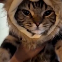 被り物をした猫