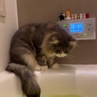 湯船の縁に座っている猫