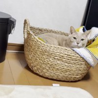 かごの中で寝る猫