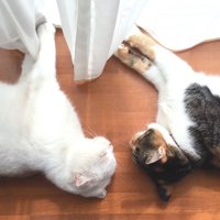 寝ている2匹の猫