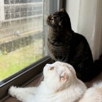 窓の外を見ている2匹の猫