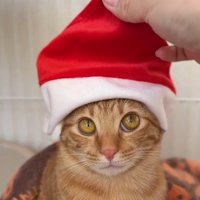 サンタ帽をかぶっている茶トラ猫