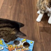 おもちゃで遊んでいる2匹の猫