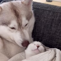 顔を上げる子猫