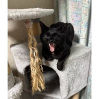 あくびしている猫